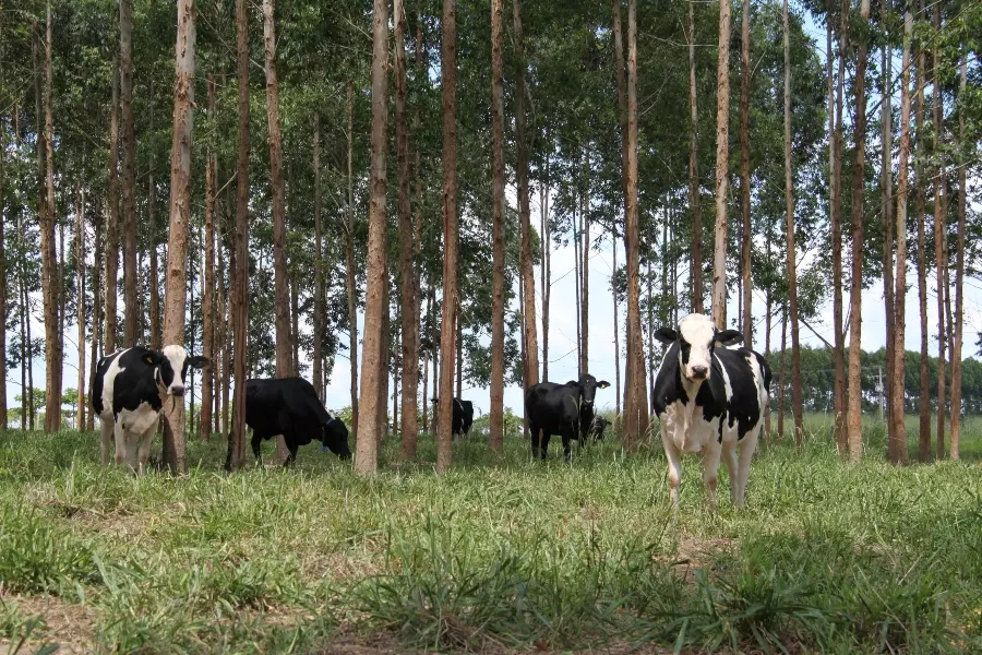 Embrapa Agrossilvipastoril promove dia de campo sobre pecuária leiteira na ILPF